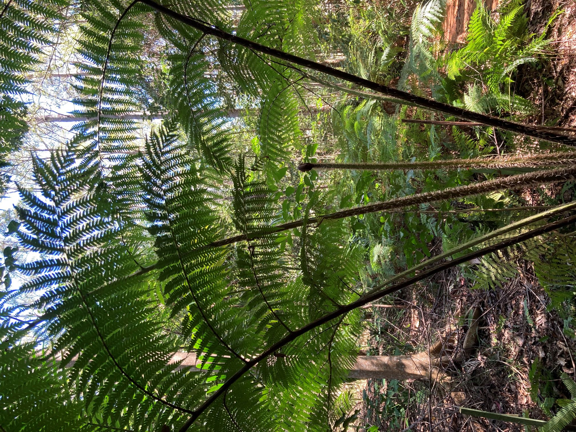 Tree Fern